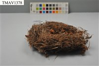 藏品(鳥巢)的圖片